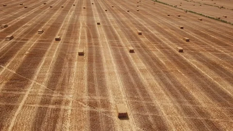 Field with square bales of hay Video stock 115117616