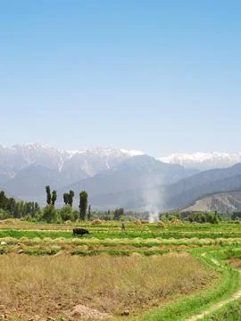 Field ; Srinagar ; Jammu and Kashmir ; India Stock Photos