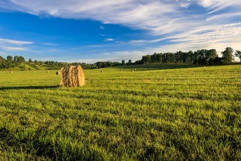 A field with stacks on a summer evening. Stock Photos