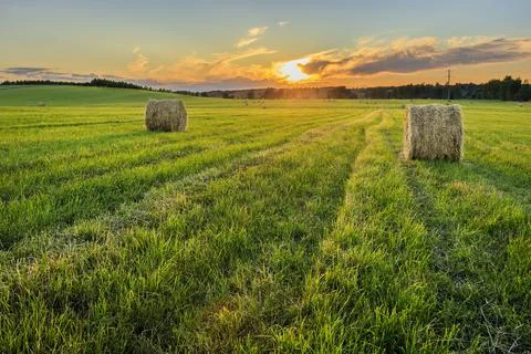 A field with stacks on a sunset. Stock Photos