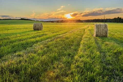 A field with stacks on a sunset. Stock Photos