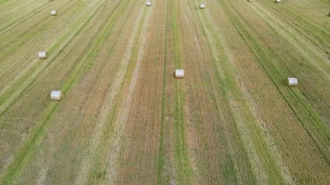 Field with stacks top view . Hay for the winter. Cleaning of fields. Preparation Stock Footage 208903710