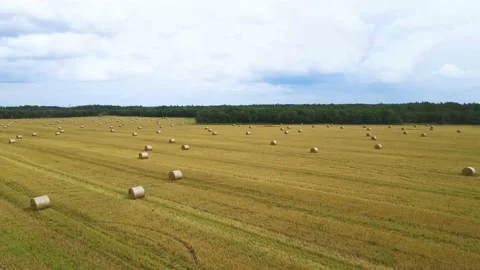 Field with stacks top view . Hay for the winter. Cleaning of fields. Preparation Stock Footage 208903778