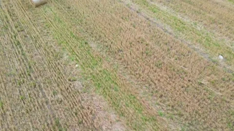 Field with stacks top view . Hay for the winter. Cleaning of fields. Preparation Stock Footage 208903835