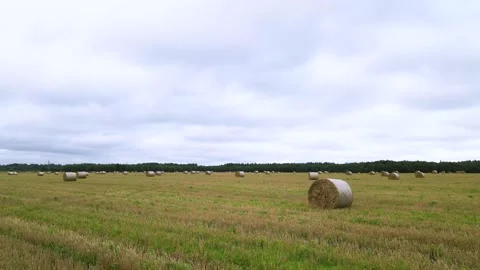 Field with stacks top view . Hay for the winter. Cleaning of fields. Preparation Stock Footage 208903888