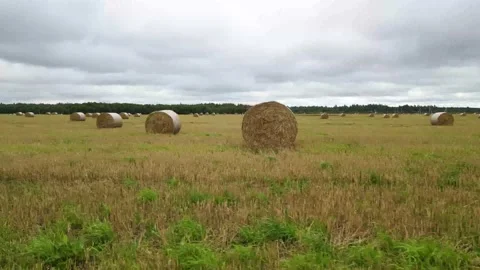 Field with stacks top view . Hay for the winter. Cleaning of fields. Preparation Stock Footage 208903923