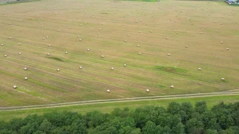 Field with stacks top view . Hay for the winter. Cleaning of fields. Preparation Stock Footage 208903962