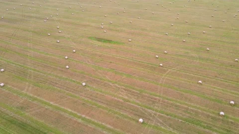 Field with stacks top view . Hay for the winter. Cleaning of fields. Preparation Stock Footage 208903998