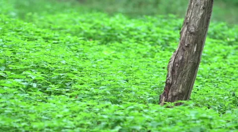 Field of stinging nettles with an old tree trunk. Stock Footage 41858000