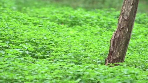 Field of stinging nettles with a tree trunk. Video stock 41858058