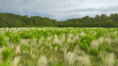 Field Before the Storm Stock Footage 245318411