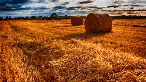 Field with straw bales. Stock Photos
