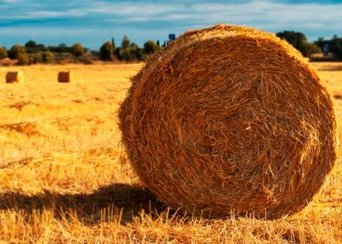 Field with straw bales Stock Photos