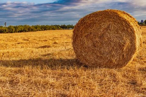 Field of straw bales Stock Photos
