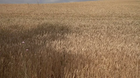 Field of straw under blue sky Stock Footage 92506574