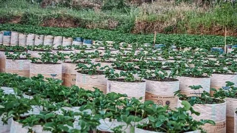 A field of strawberry plants in plastic containers Stock Photos