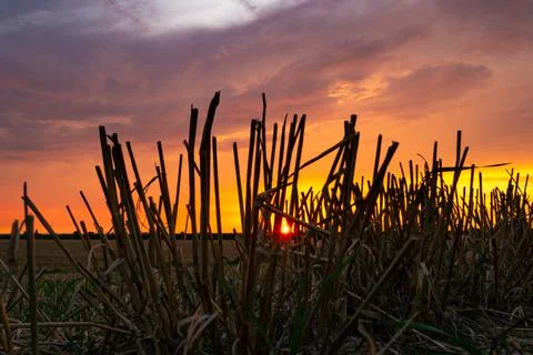 Field Stubble at Sunset Stock Photos