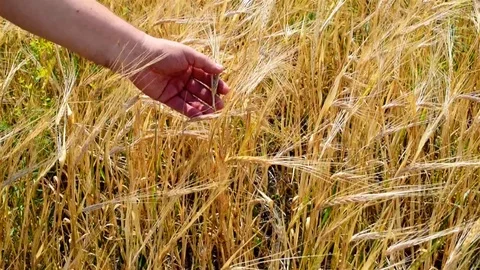 Field with stunted wheat or rye Stock Footage 113257400
