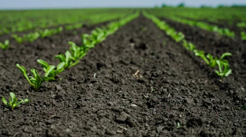 Field with sugar-beet Stock Footage 38170481