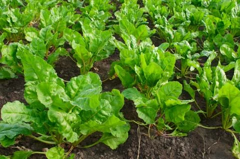 Field with sugar-beet Stock Photos