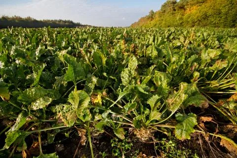 Field of sugar beet Stock Photos