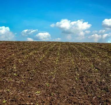 Field of sugar beet in spring, young sprouts and sky on the horizon Stock Photos