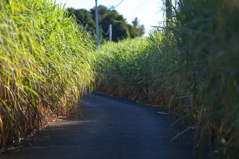 Field of sugar cane Stock Photos