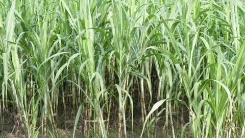 The field of sugarcane in close up Stock Footage 314513657