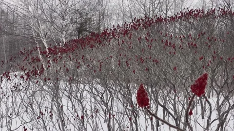 Field of Sumac plants in Winter Valley with Forest Background Stock Footage 169968838