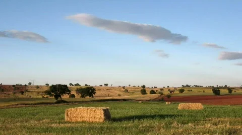 Field in summer Stock Footage 751174