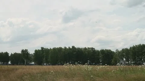 Field in summer Stock Footage 22324652