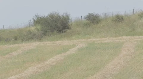 A field in the summer Stock Footage 43866586