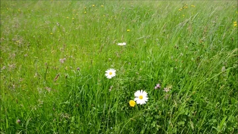 On the field in summer. Stock Footage 79005857