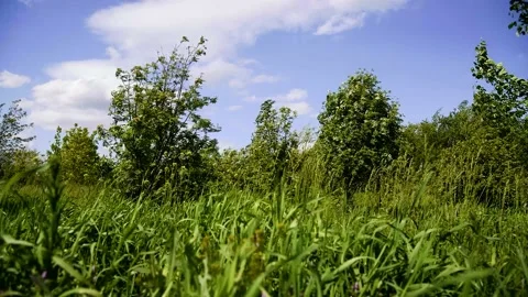 Field of summer grass against a background of green trees and a bright blue s Stock Footage 220618549