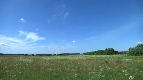 Field summer landscape Stock Footage 137070602