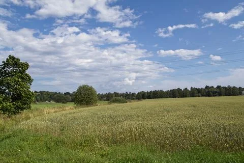 Field in summer. Stock Photos