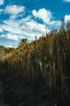 Field in the summer Stock Photos