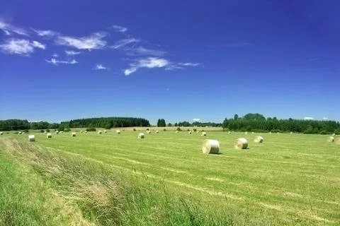 Field in summer with straw disk Stock Photos