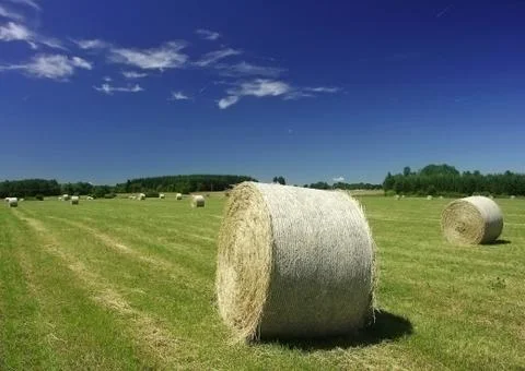 Field in summer with straw disk Stock Photos