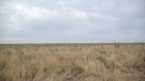 A field with sun-dried grass. Stock Footage 62559506