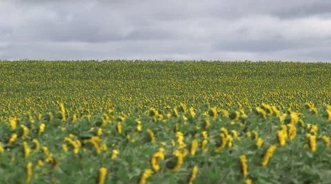 Field of Sun Flowers Stock Footage 44472547