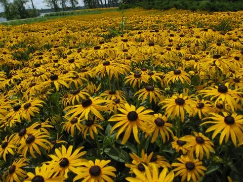 Field of Sun Flowers Stock Photos
