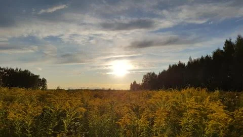 Field sun forest Foto stock