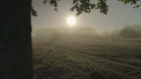 Field with sun framed by tree trunk Video stock 345717688