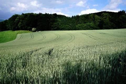 Field in the sun in front of a forest Stock Photos
