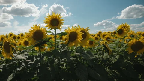 Field of sunflower against a background of clouds Stock Footage 136287555