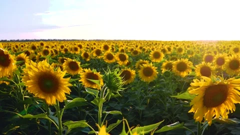 A field of sunflower against the sky in the rays of the setting sun Stock Footage 204963298