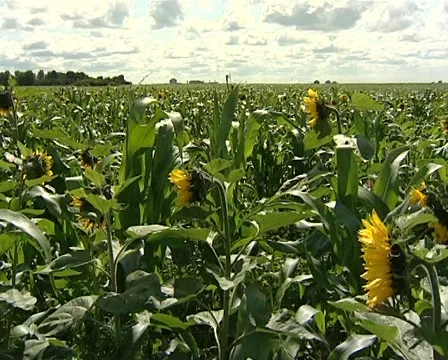 Field sunflower Stock-Footage 1938266