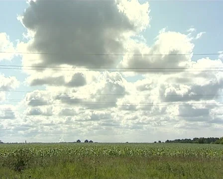 Field sunflower Stock Footage 1939158