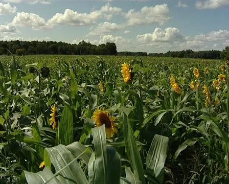 Field sunflower Stock Footage 2001205